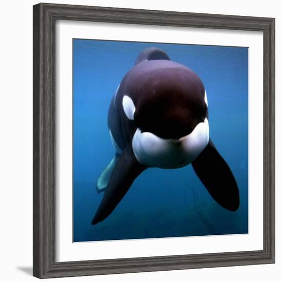 Keiko the Killer Whale-null-Framed Photographic Print