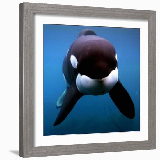 Keiko the Killer Whale-null-Framed Photographic Print