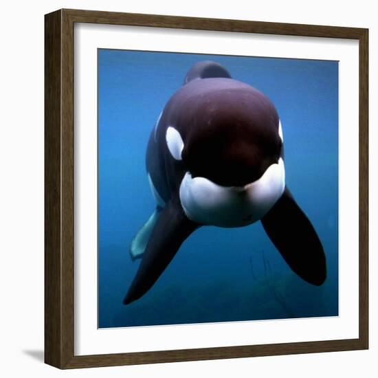 Keiko the Killer Whale-null-Framed Photographic Print