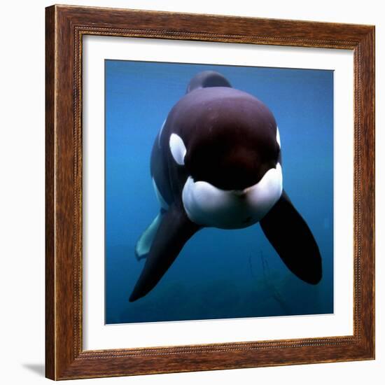 Keiko the Killer Whale-null-Framed Photographic Print