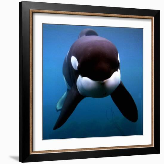 Keiko the Killer Whale-null-Framed Photographic Print