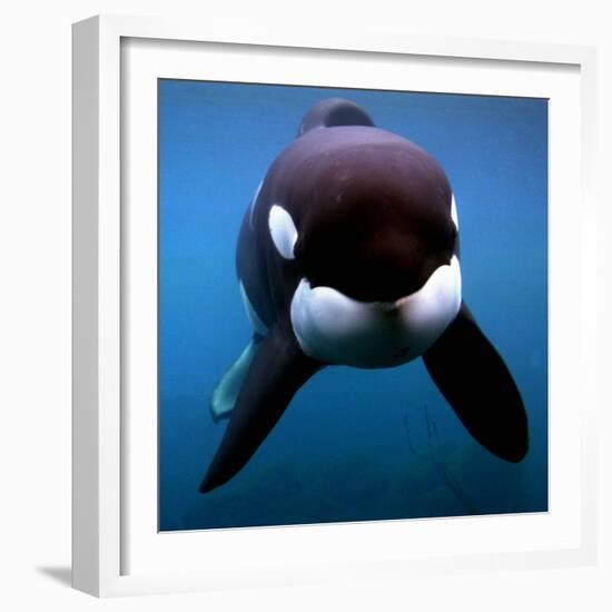 Keiko the Killer Whale-null-Framed Photographic Print