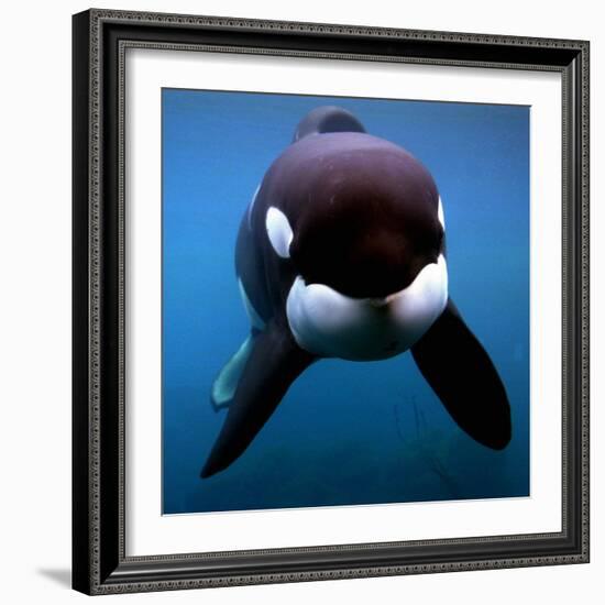 Keiko the Killer Whale-null-Framed Photographic Print