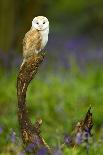 Barn Owl Sitting on a Log with Bluebells in the Background-Keith Bowser-Framed Photographic Print