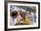 Keke Rosberg at the British Grand Prix, Brands Hatch, Kent, 1982-null-Framed Photographic Print