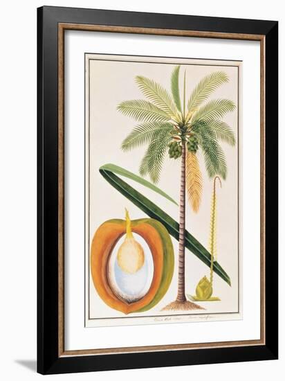 Kelapa or Coconut Palm-Porter Design-Framed Giclee Print