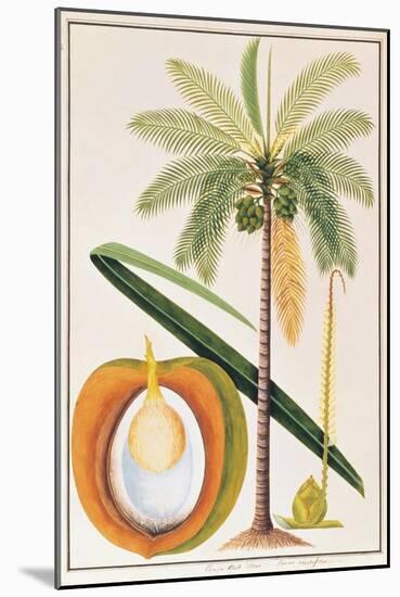 Kelapa or Coconut Palm-Porter Design-Mounted Giclee Print