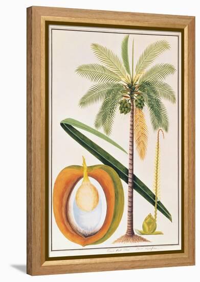 Kelapa or Coconut Palm-Porter Design-Framed Premier Image Canvas