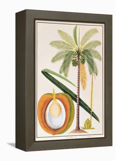 Kelapa or Coconut Palm-Porter Design-Framed Premier Image Canvas