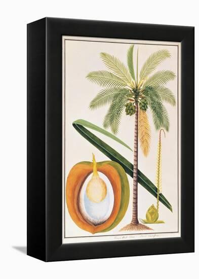 Kelapa or Coconut Palm-Porter Design-Framed Premier Image Canvas