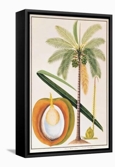 Kelapa or Coconut Palm-Porter Design-Framed Premier Image Canvas