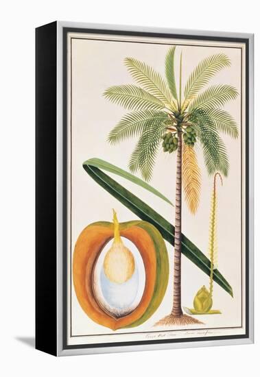 Kelapa or Coconut Palm-Porter Design-Framed Premier Image Canvas