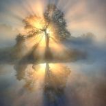Tree of light-null-Photographic Print