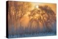 Stretched Canvas Print