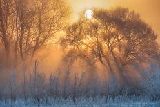 Tree of light-null-Framed Photographic Print