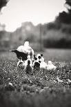 Ducklings-Kelly Poynter-Framed Photo