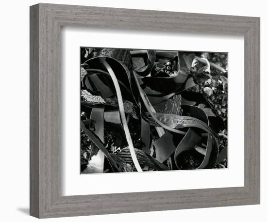 Kelp and Pebbles, 1974-Brett Weston-Framed Photographic Print