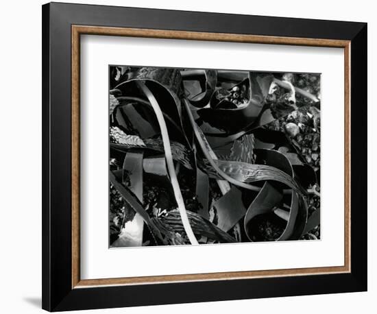 Kelp and Pebbles, 1974-Brett Weston-Framed Photographic Print