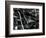 Kelp and Pebbles, 1974-Brett Weston-Framed Photographic Print