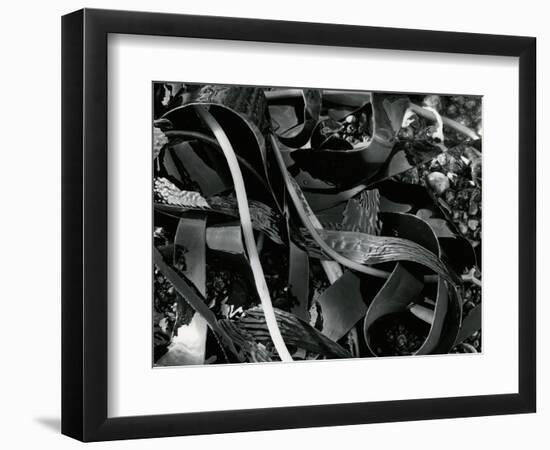 Kelp and Pebbles, 1974-Brett Weston-Framed Photographic Print