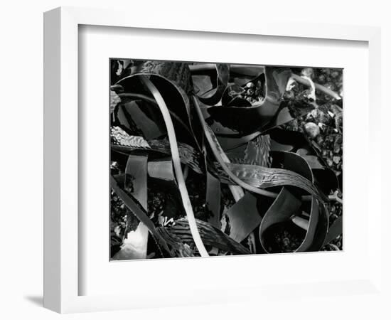 Kelp and Pebbles, 1974-Brett Weston-Framed Photographic Print