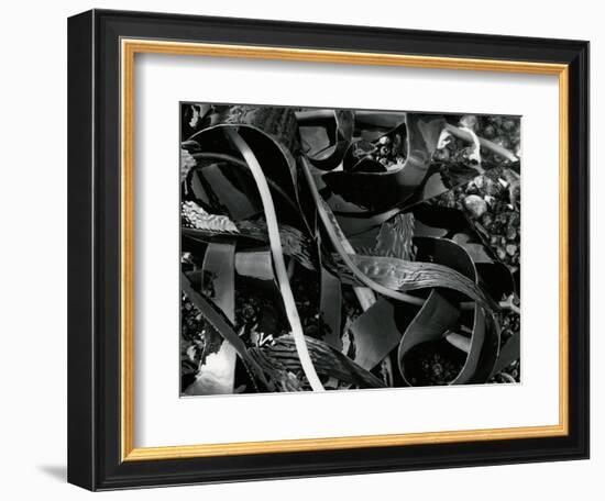 Kelp and Pebbles, 1974-Brett Weston-Framed Photographic Print