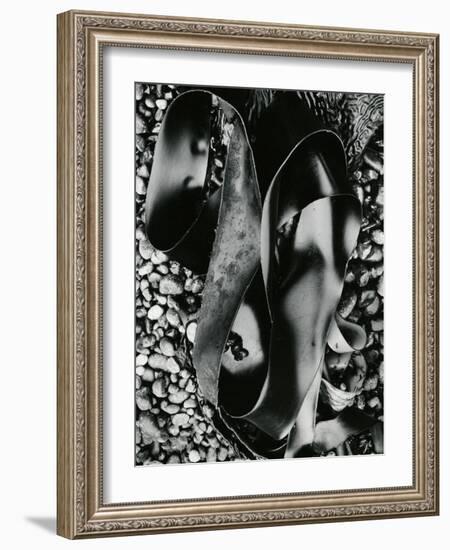 Kelp and Pebbles, Oregon, 1974-Brett Weston-Framed Photographic Print