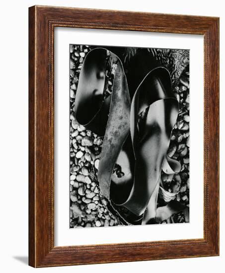 Kelp and Pebbles, Oregon, 1974-Brett Weston-Framed Photographic Print