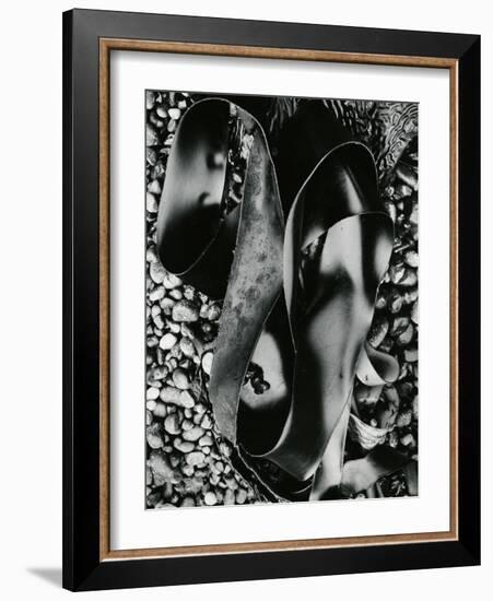 Kelp and Pebbles, Oregon, 1974-Brett Weston-Framed Photographic Print