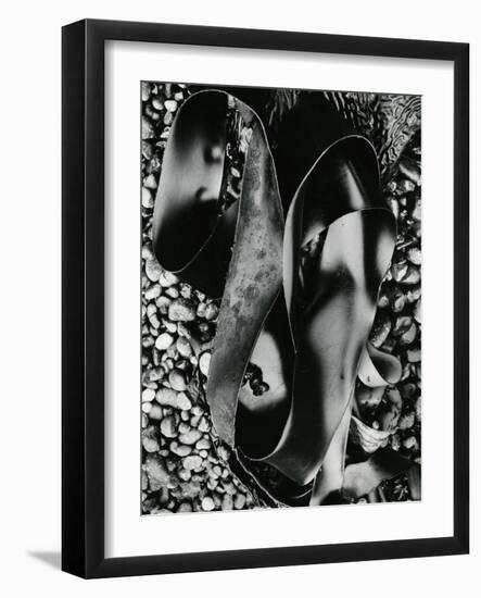 Kelp and Pebbles, Oregon, 1974-Brett Weston-Framed Photographic Print