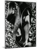 Kelp and Pebbles, Oregon, 1974-Brett Weston-Mounted Photographic Print