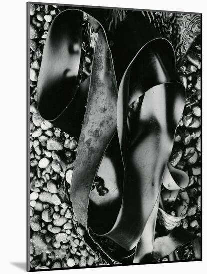 Kelp and Pebbles, Oregon, 1974-Brett Weston-Mounted Photographic Print