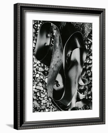 Kelp and Pebbles, Oregon, 1974-Brett Weston-Framed Photographic Print