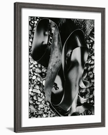 Kelp and Pebbles, Oregon, 1974-Brett Weston-Framed Photographic Print