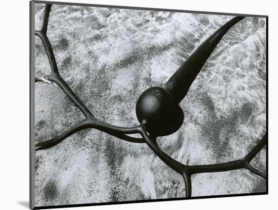 Kelp and Sand, Baja California, 1967-Brett Weston-Mounted Photographic Print