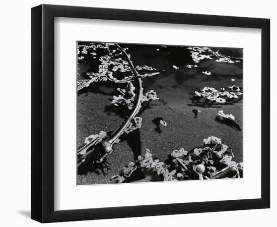 Kelp and Water, Garrapata, 1951-Brett Weston-Framed Photographic Print