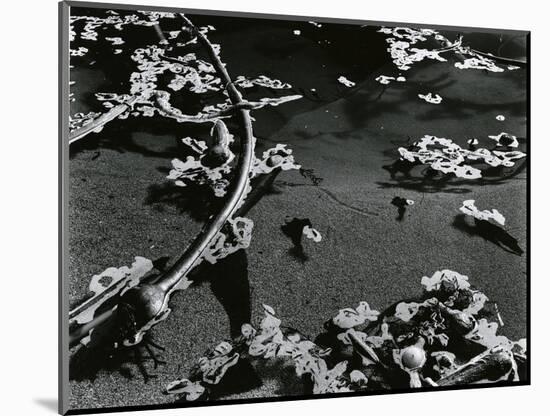 Kelp and Water, Garrapata, 1951-Brett Weston-Mounted Photographic Print