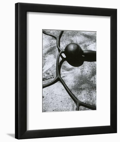 Kelp, Baja California, 1967-Brett Weston-Framed Photographic Print