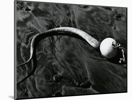 Kelp, Baja, California, c. 1967-Brett Weston-Mounted Photographic Print