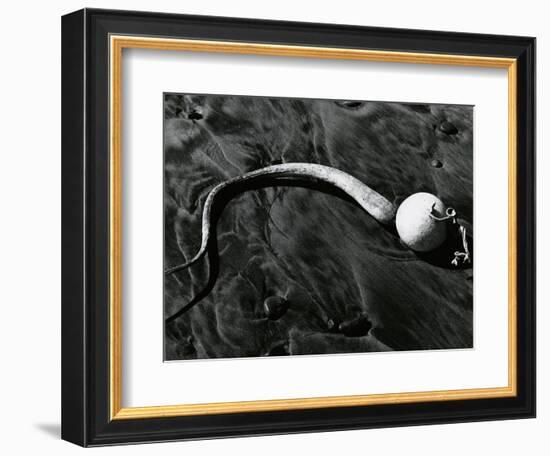 Kelp, Baja, California, c. 1967-Brett Weston-Framed Photographic Print