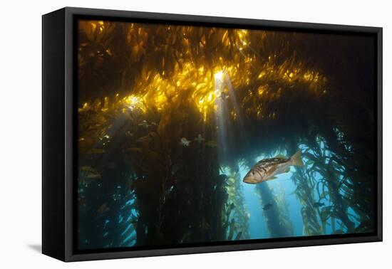 Kelp Bass Saw Perch, Paralabrax Clathratus, San Benito Island, Mexico-Reinhard Dirscherl-Framed Premier Image Canvas