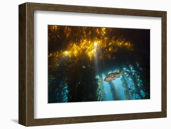 Kelp Bass Saw Perch, Paralabrax Clathratus, San Benito Island, Mexico-Reinhard Dirscherl-Framed Photographic Print