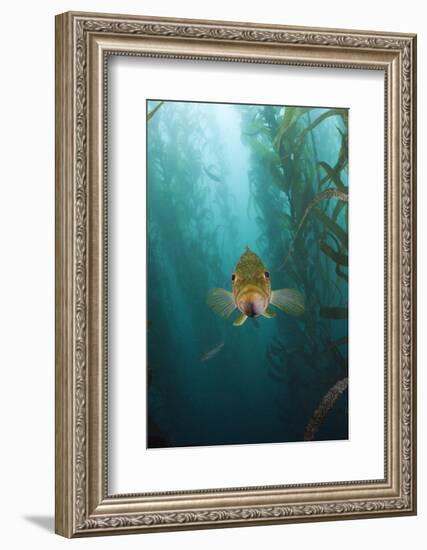 Kelp Bass Saw Perch, Paralabrax Clathratus, San Benito Island, Mexico-Reinhard Dirscherl-Framed Photographic Print