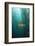 Kelp Bass Saw Perch, Paralabrax Clathratus, San Benito Island, Mexico-Reinhard Dirscherl-Framed Photographic Print