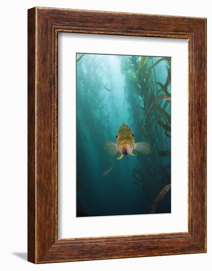 Kelp Bass Saw Perch, Paralabrax Clathratus, San Benito Island, Mexico-Reinhard Dirscherl-Framed Photographic Print