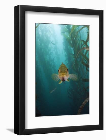 Kelp Bass Saw Perch, Paralabrax Clathratus, San Benito Island, Mexico-Reinhard Dirscherl-Framed Photographic Print