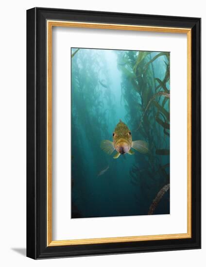 Kelp Bass Saw Perch, Paralabrax Clathratus, San Benito Island, Mexico-Reinhard Dirscherl-Framed Photographic Print