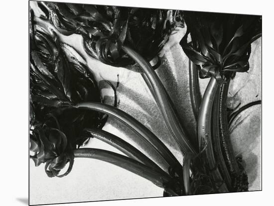 Kelp, c. 1965-Brett Weston-Mounted Premium Photographic Print