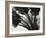 Kelp, c. 1965-Brett Weston-Framed Photographic Print