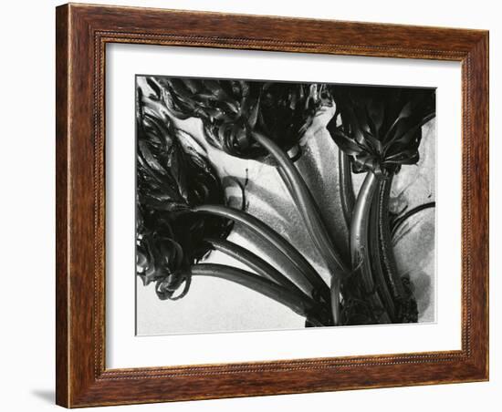 Kelp, c. 1965-Brett Weston-Framed Photographic Print